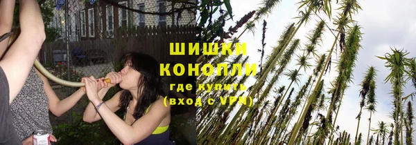 сатива Алзамай